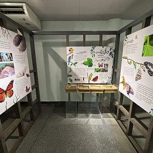 Bangkok Butterfly Garden