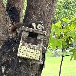 Bangkok Butterfly Garden - squirrel in park