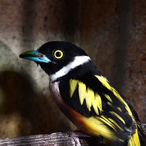 Black-and-yellow broadbill (Eurylaimus ochromalus)