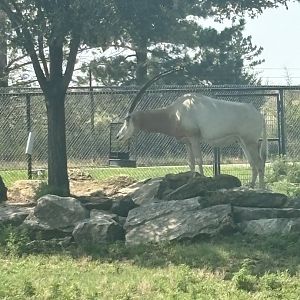 Scimitar-horned Oryx