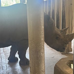 White Rhinoceros