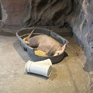 Aardvark