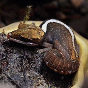 Bornean cat gecko (Aeluroscalabotes cf. dorsalis)