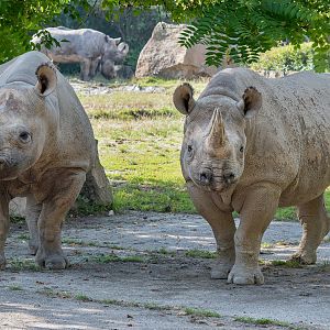 Eastern black rhino (Diceros bicornis michaeli)