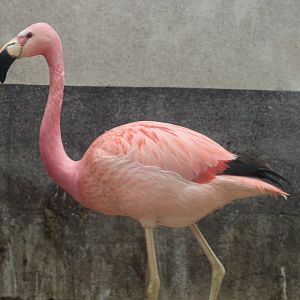 Hybrid Andean x Chilean flamingo