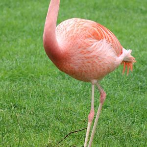 Andean x Chilean flamingo hybrid
