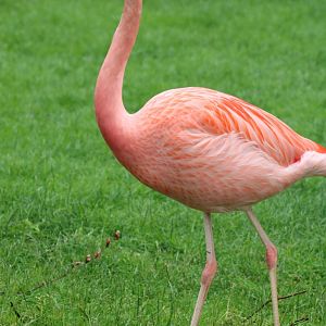 Hybrid Andean x Chilean flamingo