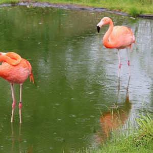 American and Chilean flamingo