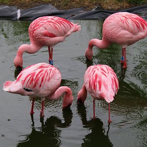 Lesser flamingo's