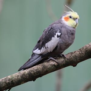 Cockatiel
