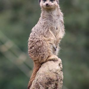 Meerkat