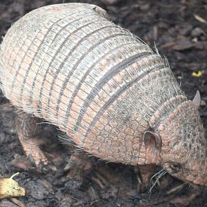 Six-banded armadillo