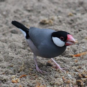 Java sparrow