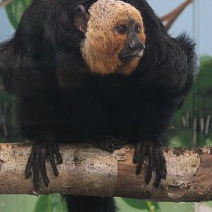 White-faced saki