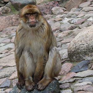 Barbary monkey