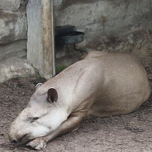 Lowland tapir