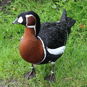 Red-breasted goose