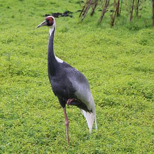 White-naped crane