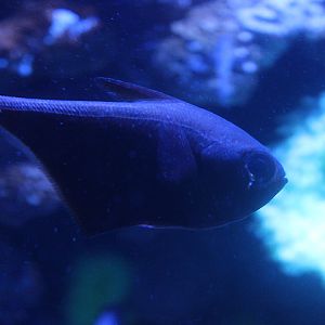 BXSea - Silver sweeper (Pempheris oualensi)