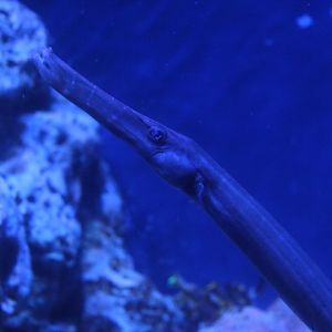 BXSea - Chinese trumpetfish (Aulostomus chinensis)