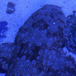 BXSea - Indonesian wobbegong (Orectolobus leptolineatus)