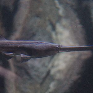 BXSea - American paddlefish (Polyodon spathula)