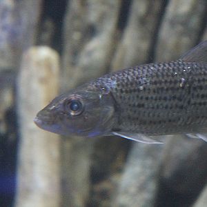 BXSea - Striped tigerfish (Hydrocynus vittatus)