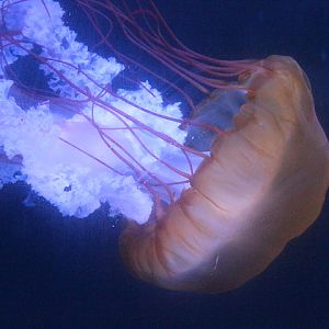 BXSea - Pacific sea nettle (Chrysaora fuscescens)