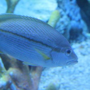 BXSea - Brownstripe snapper (Lutjanus vitta)