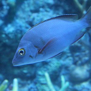 BXSea - Humpback red snapper (Lutjanus gibbus)