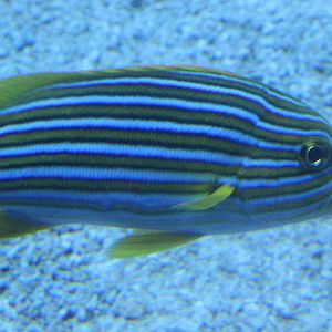 BXSea - Ribboned sweetlips (Plectorhinchus polytaenia)