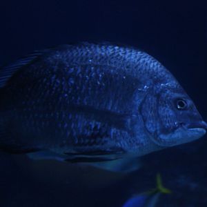 BXSea - Goldsilk seabream (Acanthopagrus berda)