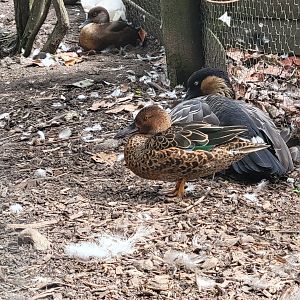 Duck ID - Axe Valley Wildlife Park