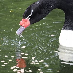 Black-necked swan (Cygnus melancoryphus), 2024-04-14
