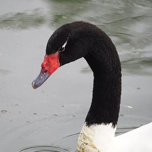 Black-necked swan (Cygnus melancoryphus), 2024-04-14