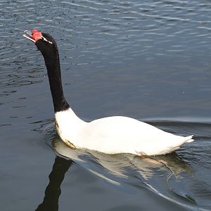 Black-necked swan (Cygnus melancoryphus), 2024-04-14
