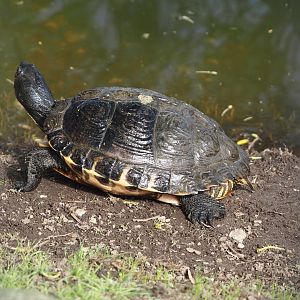 Yellow-bellied slider (Trachemys scripta scripta), 2024-04-14
