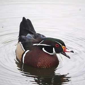 North American wood duck (Aix sponsa), 2024-04-14