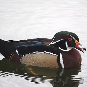 North American wood duck (Aix sponsa), 2024-04-14