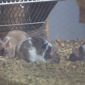 Domestic fancy mice (Mus musculus), 2024-04-14