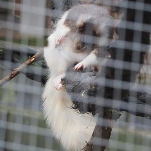 Japanese squirrel (Sciurus lis), 2024-04-14