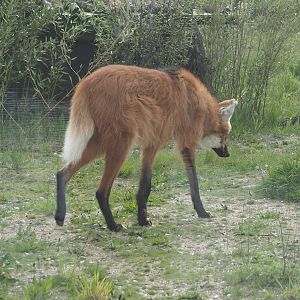Maned wolf (Chrysocyon brachyurus), 2024-04-14