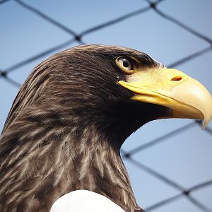 Steller's sea eagle (Haliaeetus pelagicus), 2024-04-14