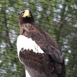 Steller's sea eagle (Haliaeetus pelagicus), 2024-04-14
