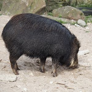 Southern white-lipped peccary (Tayassu pecari albirostris), 2024-04-14