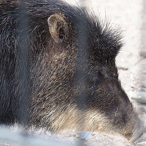 Southern white-lipped peccary (Tayassu pecari albirostris), 2024-04-14