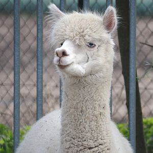 Alpaca (Vicugna pacos), 2024-04-14