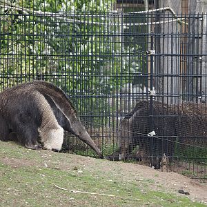 Giant anteaters meeting  (Myrmecophaga tridactyla), 2024-04-14