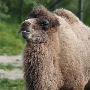 Juvenile Domestic Bactrian camel (Camelus bactrianus), 2024-04-14