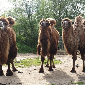 Domestic Bactrian camels (Camelus bactrianus), 2024-04-14